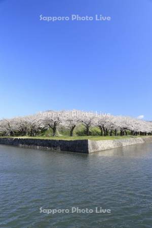 五稜郭公園の桜