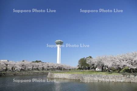 桜と五稜郭タワー