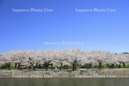 五稜郭公園の桜