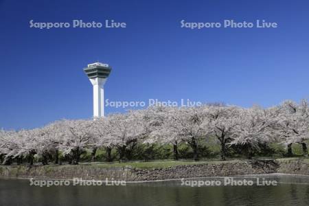 桜と五稜郭タワー