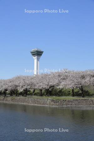 桜と五稜郭タワー