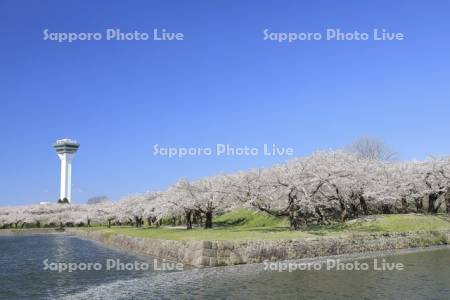 桜と五稜郭タワー