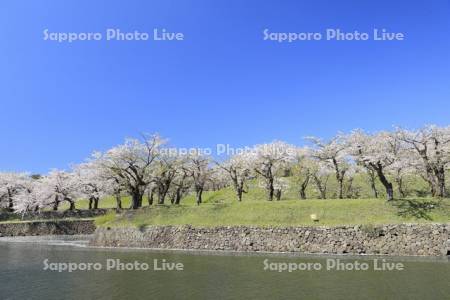 五稜郭公園の桜