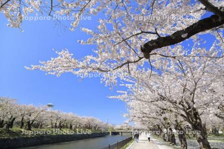 五稜郭公園の桜