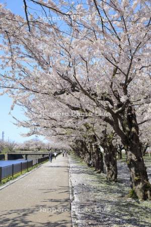 五稜郭公園の桜