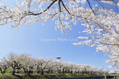 五稜郭公園の桜