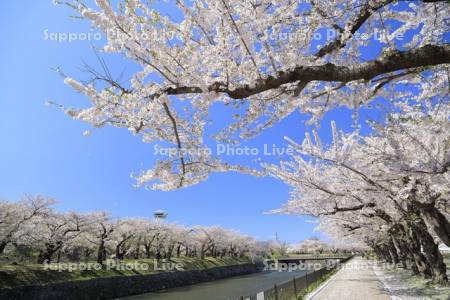 五稜郭公園の桜