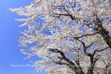 五稜郭公園の桜