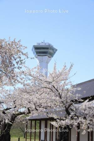 箱館奉行所と五稜郭タワー