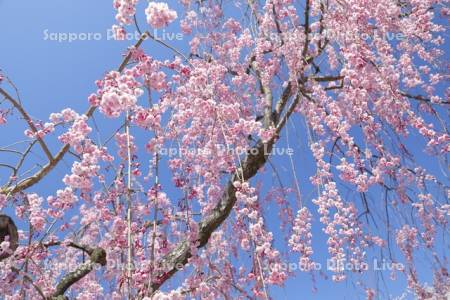 五稜郭公園のしだれ桜