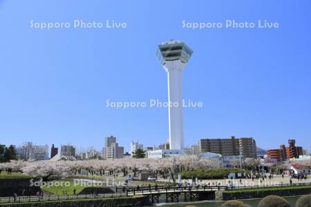 桜と五稜郭タワー