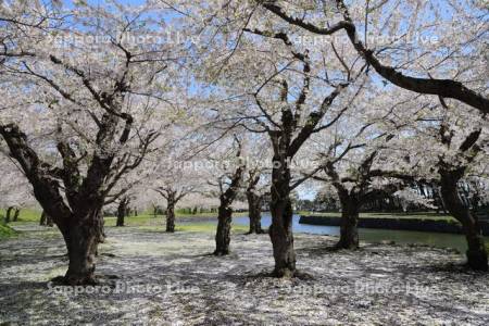 五稜郭公園の桜