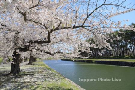 五稜郭公園の桜