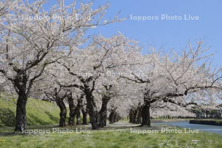 五稜郭公園の桜