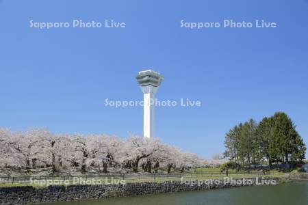 桜と五稜郭タワー