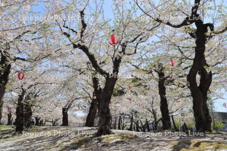 五稜郭公園の桜