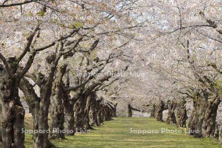 五稜郭公園の桜