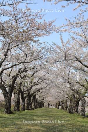 五稜郭公園の桜