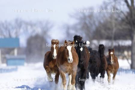 馬の雪中運動