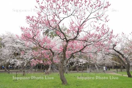 春の円山公園