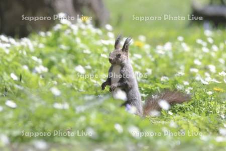 エゾリスとニリンソウ