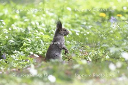 エゾリスとニリンソウ