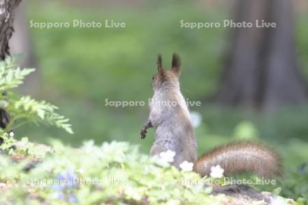 エゾリスとニリンソウ
