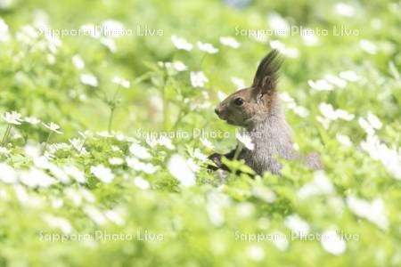 エゾリスとニリンソウ