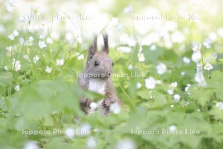 エゾリスとニリンソウ