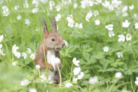 エゾリスとニリンソウ