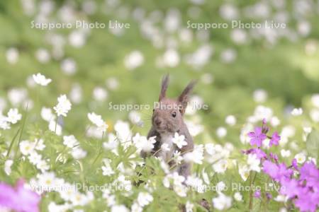 エゾリスと花