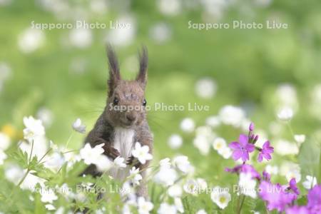 エゾリスと花