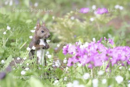 エゾリスと花