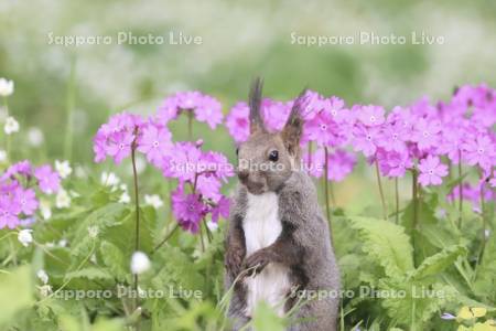 エゾリスと花