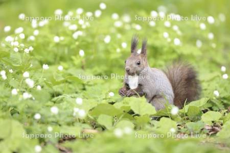 エゾリスとニリンソウ