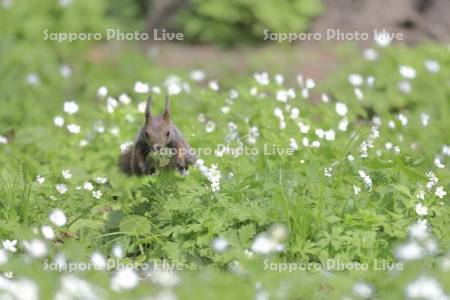 エゾリスとニリンソウ