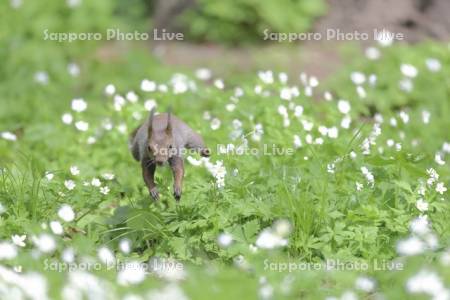 エゾリスとニリンソウ