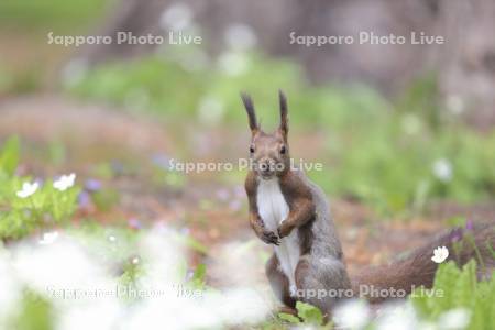 エゾリスとニリンソウ