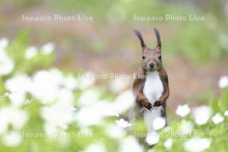 エゾリスとニリンソウ