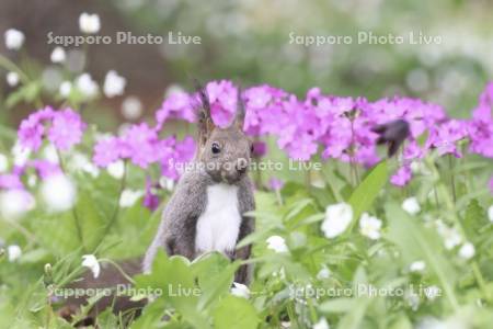 エゾリスと花