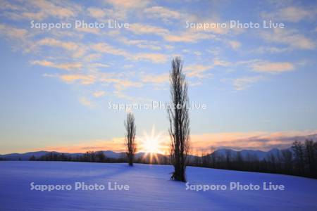 雪原のポプラと日の出