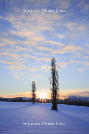 雪原のポプラと日の出