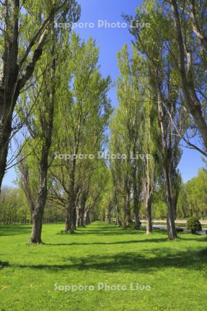 前田森林公園