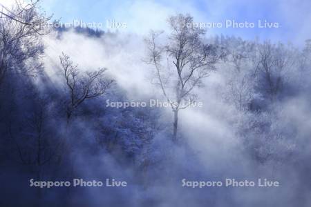 霧氷と森
