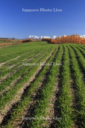 秋の麦畑と山並み