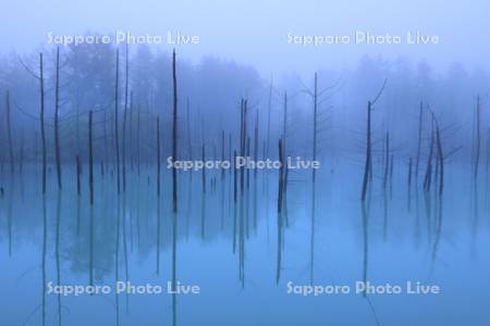 青い池と霧