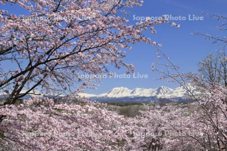 桜と十勝岳連峰