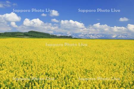 菜の花畑と大雪山連峰