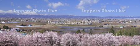 キトウシ森林公園より桜と水田