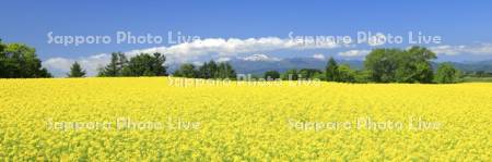 滝川の菜の花畑